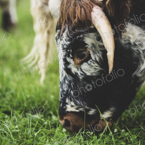Close up of English Longhorn cow grazing on a pasture. Close up of English Longhorn cow grazing on a pasture.