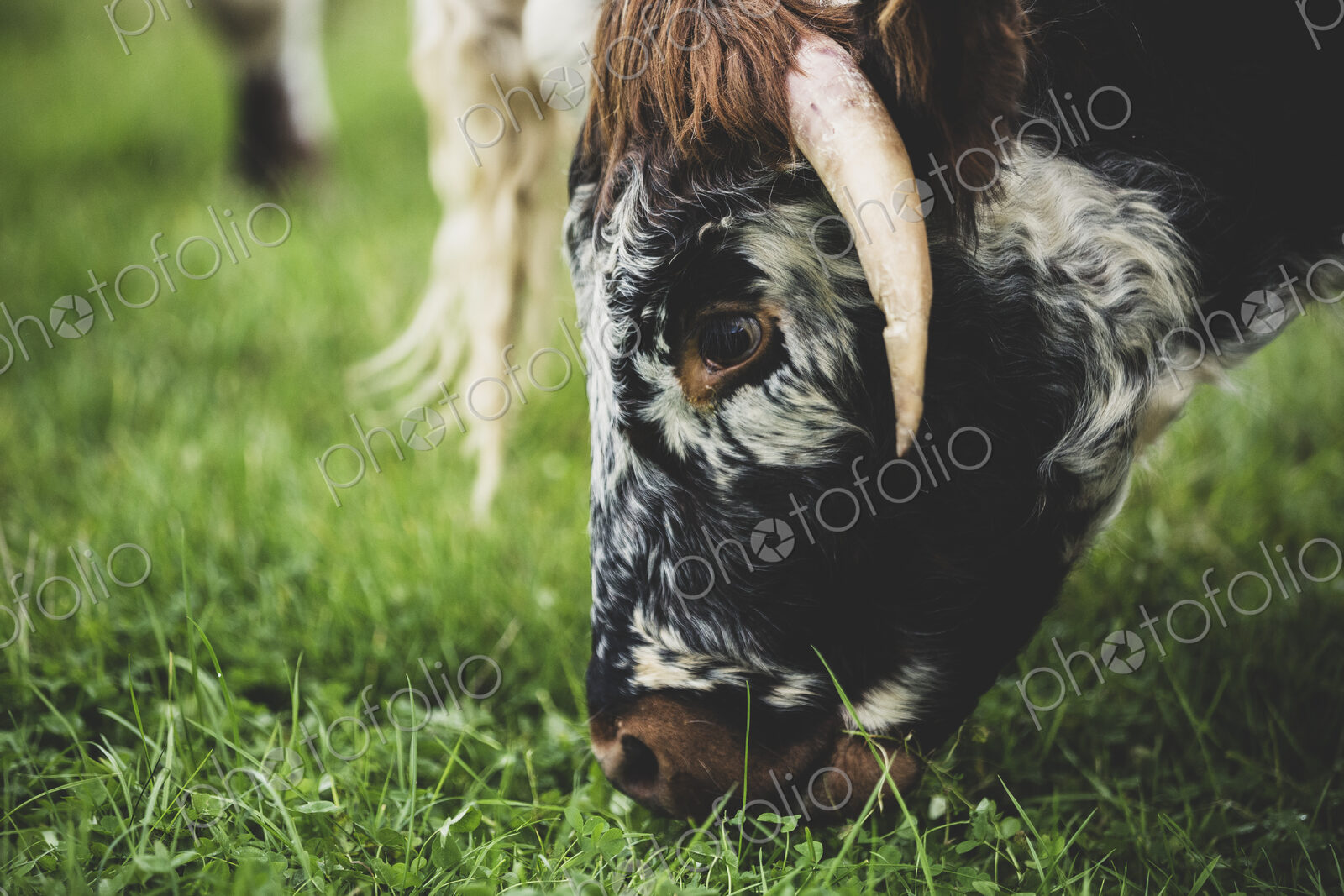 Close up of English Longhorn cow grazing on a pasture.
