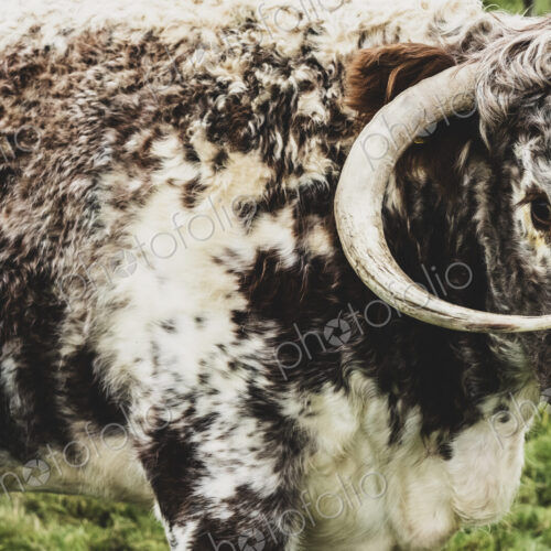 Close up of English Longhorn cow standing on a pasture. Close up of English Longhorn cow standing on a pasture.