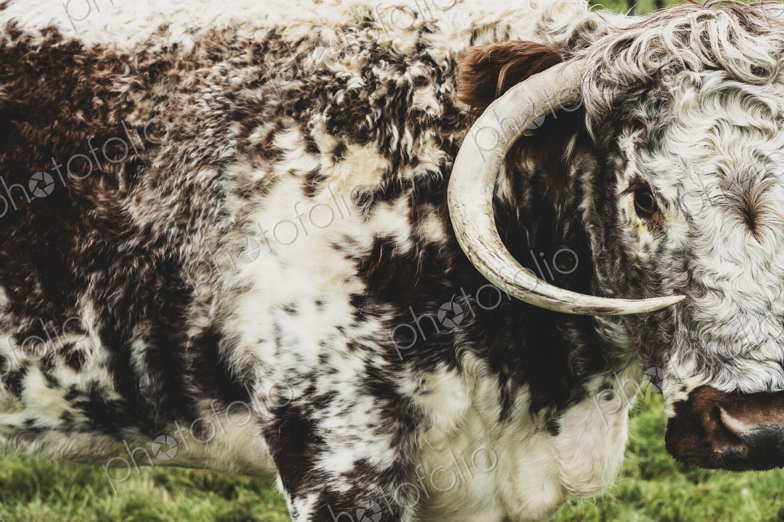 Close up of English Longhorn cow standing on a pasture.