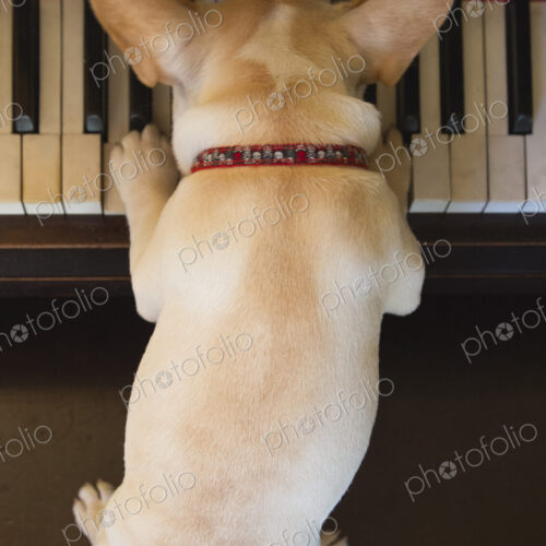 Close up of French bulldog puppy playing piano Close up of French bulldog puppy playing piano