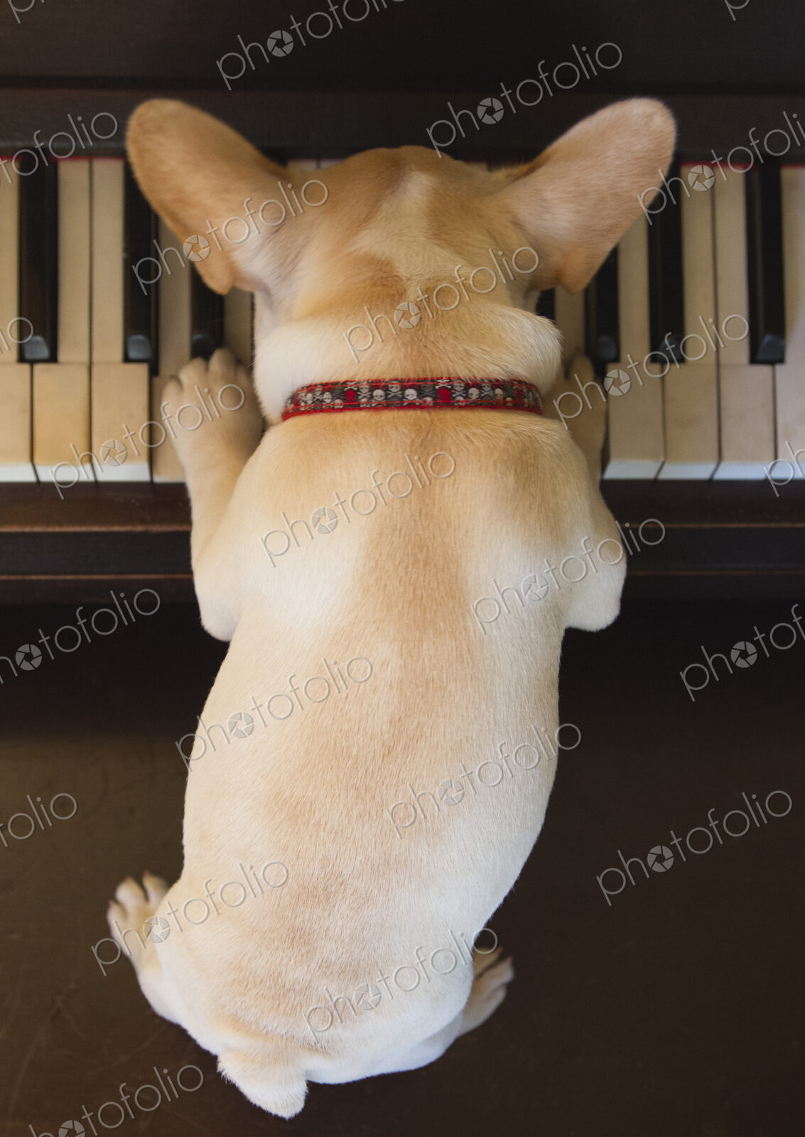 Close up of French bulldog puppy playing piano