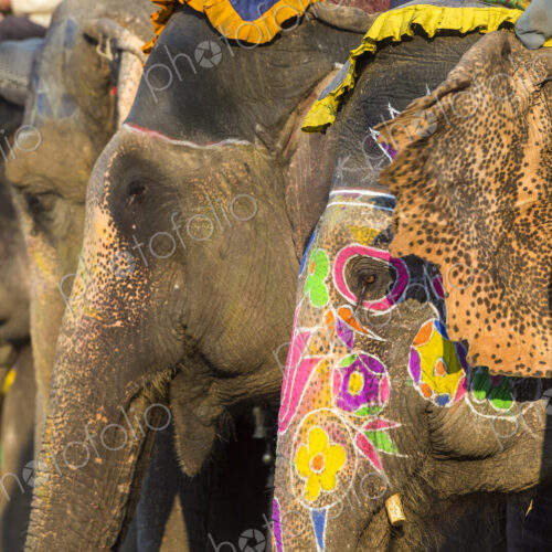 Close up of Indian Elephants with brightly coloured ornaments painted on their skin. Close up of Indian Elephants with brightly coloured ornaments painted on their skin.