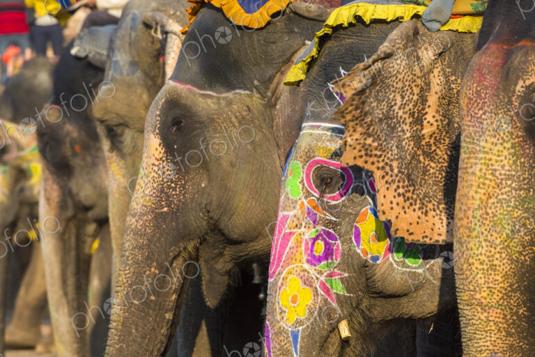 Close up of Indian Elephants with brightly coloured ornaments painted on their skin.