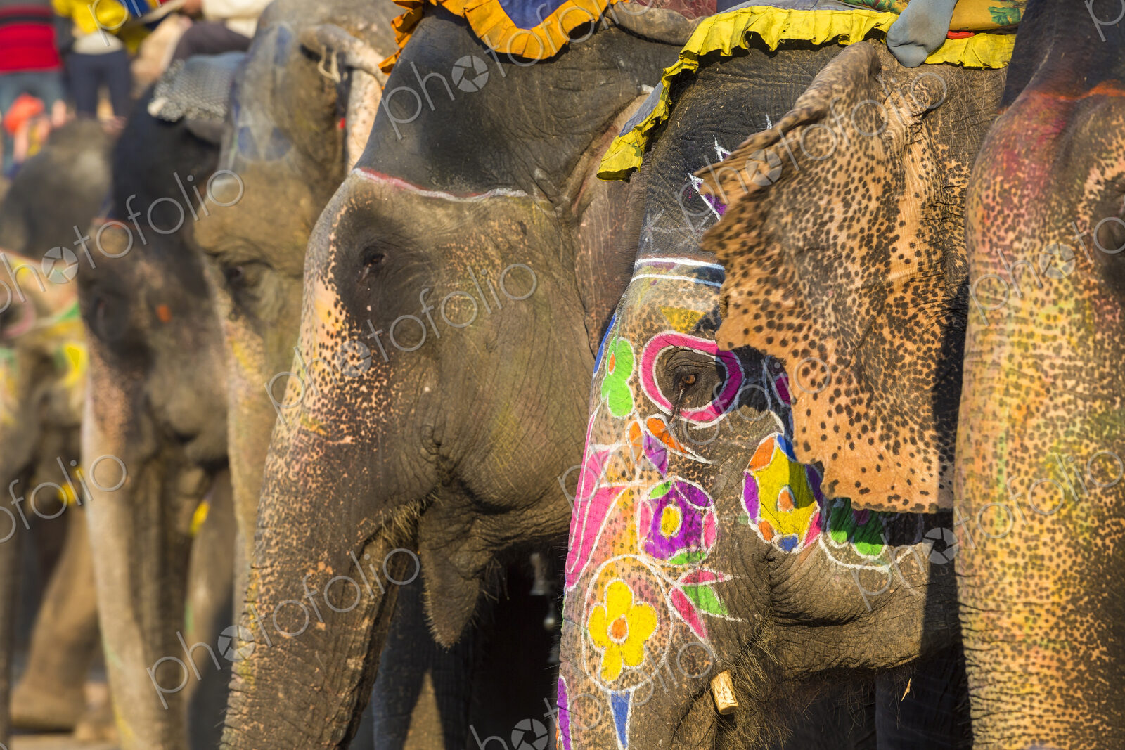 Close up of Indian Elephants with brightly coloured ornaments painted on their skin.