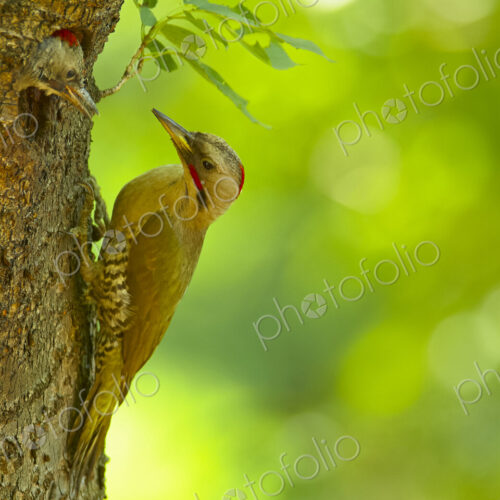 Close up of Japanese Green Woodpecker, Picus awokera, on tree. Close up of Japanese Green Woodpecker, Picus awokera, on tree.