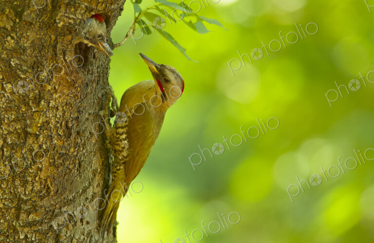 Close up of Japanese Green Woodpecker, Picus awokera, on tree.