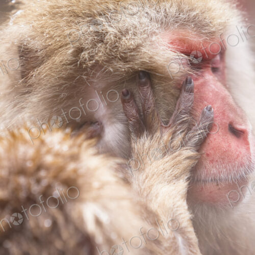 Close up of Japanese Macaque, Snow Monkey, Macaca fuscata.