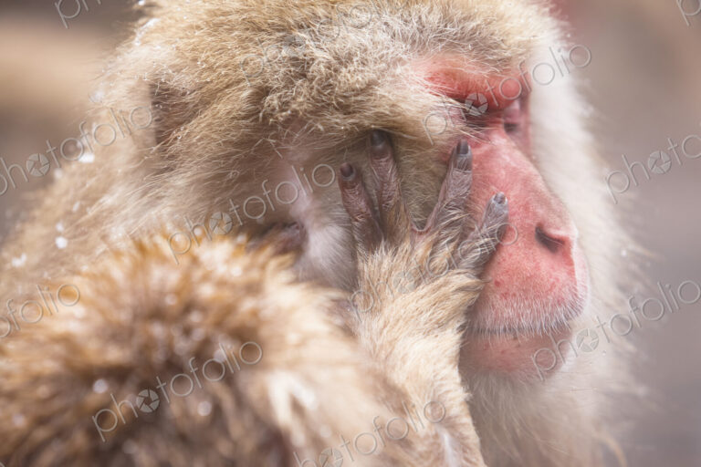 Close up of Japanese Macaque, Snow Monkey, Macaca fuscata.