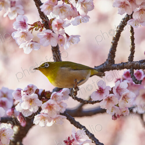 Close up of Japanese white-eye, Zosterops japonicus, a bird perching among the cherry… Close up of Japanese white-eye, Zosterops japonicus, a bird perching among the cherry…