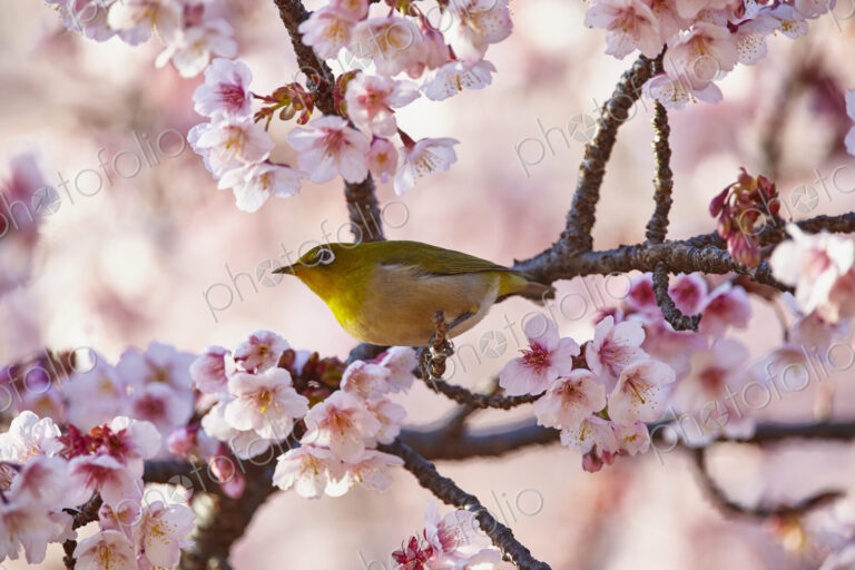 Close up of Japanese white-eye, Zosterops japonicus, a bird perching among the cherry…
