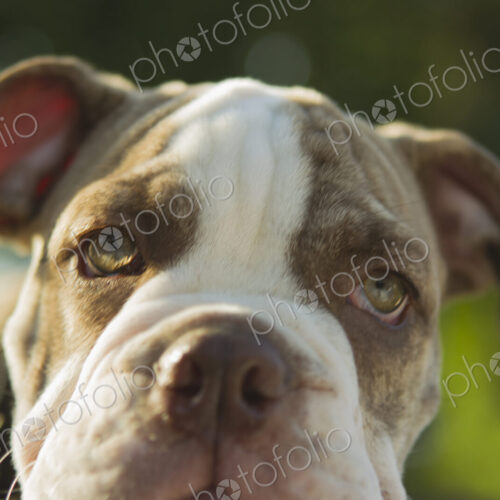 Close up of Olde English Bulldog puppy Close up of Olde English Bulldog puppy
