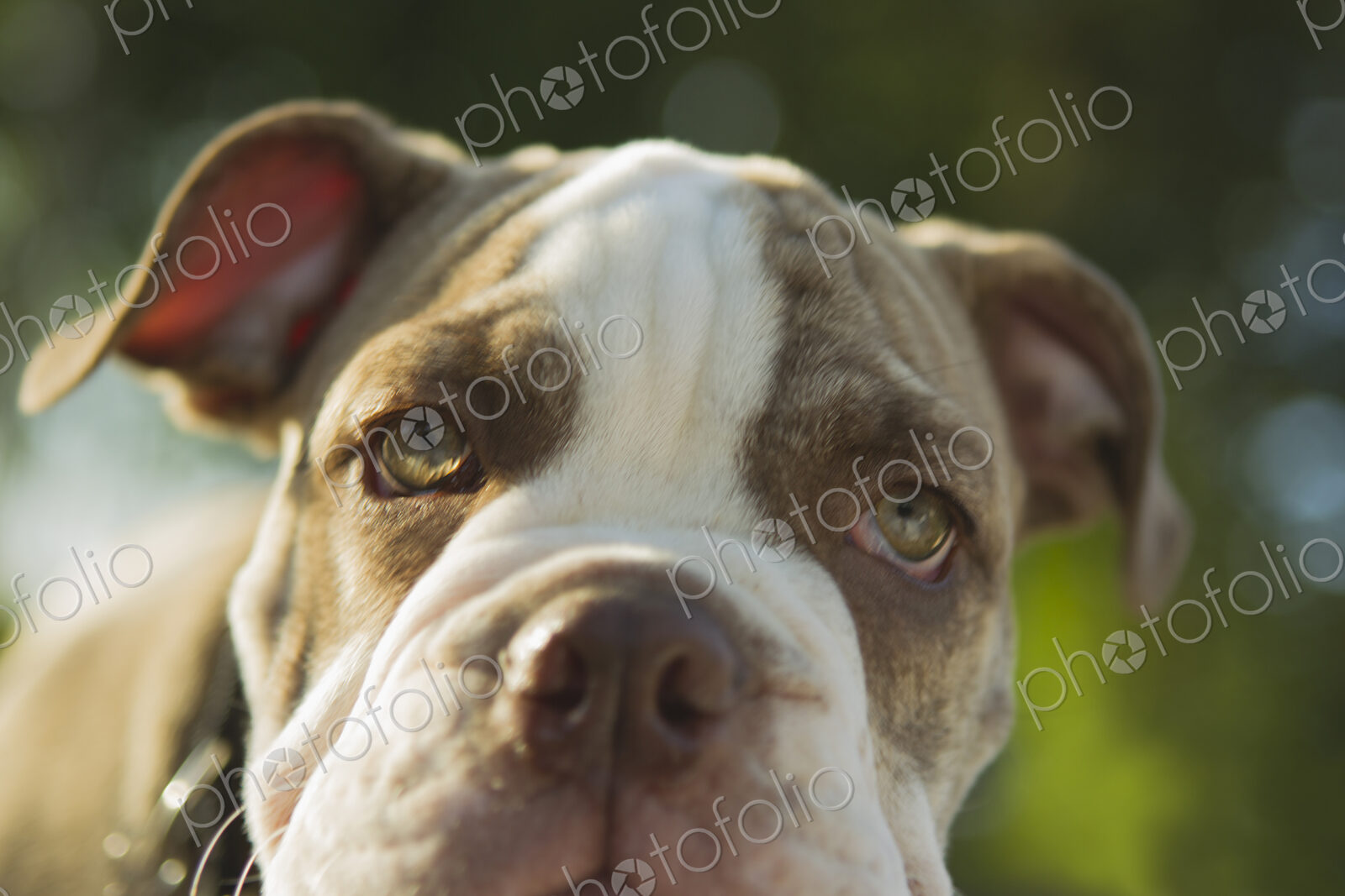 Close up of Olde English Bulldog puppy