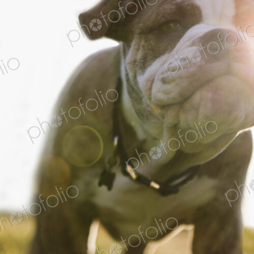 Close up of Olde English Bulldog puppy Close up of Olde English Bulldog puppy
