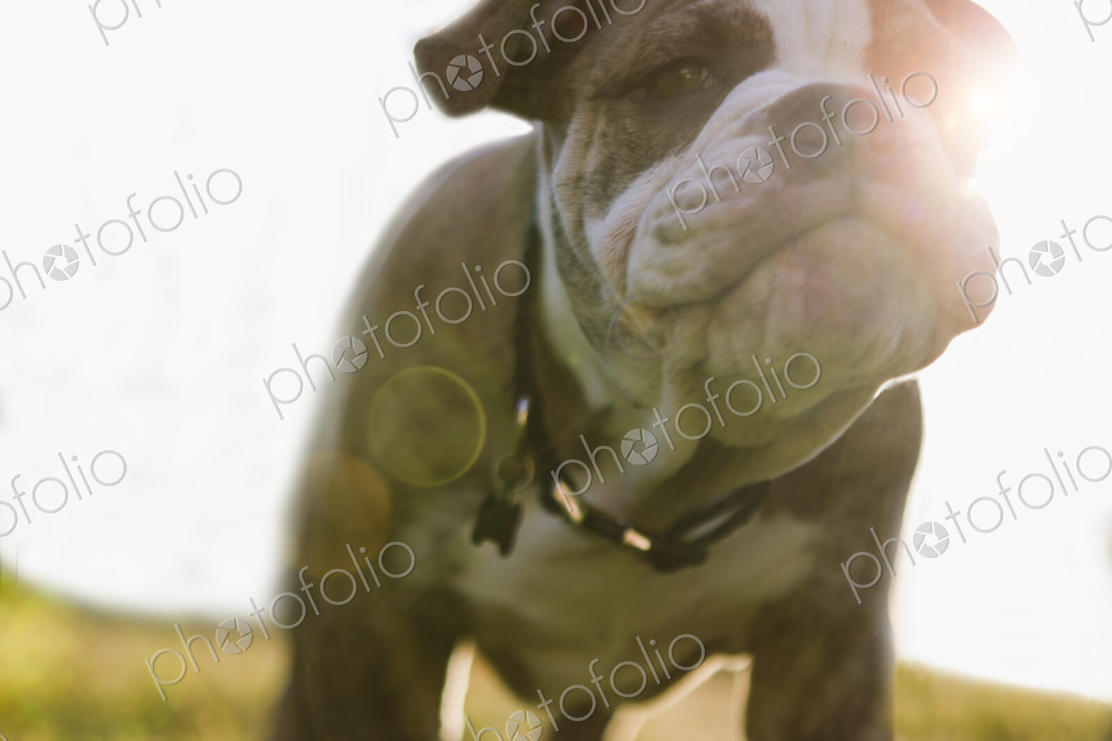 Close up of Olde English Bulldog puppy