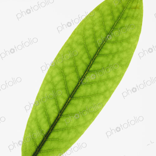 Close up of Rhododendron leaf on white background Close up of Rhododendron leaf on white background