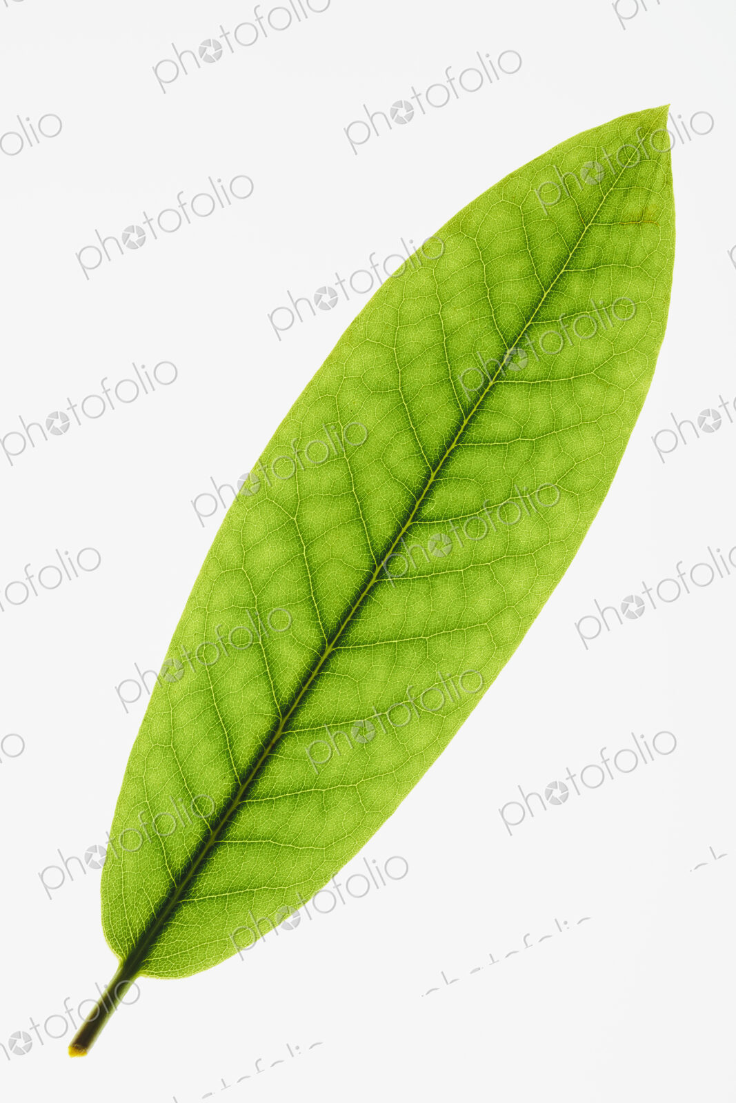 Close up of Rhododendron leaf on white background