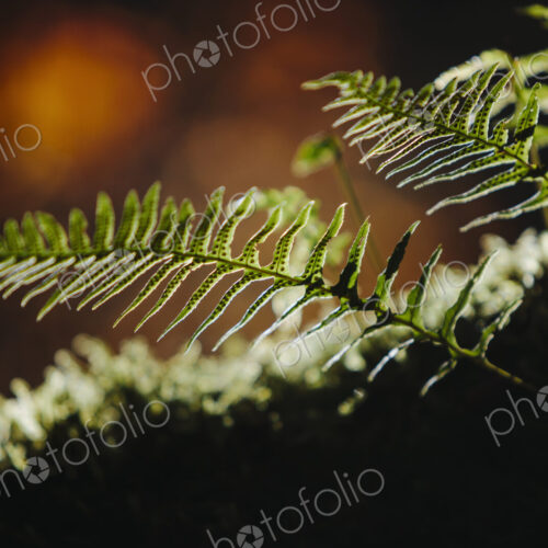 Close up of Western sword ferns, Polystichum munitum. Close up of Western sword ferns, Polystichum munitum.