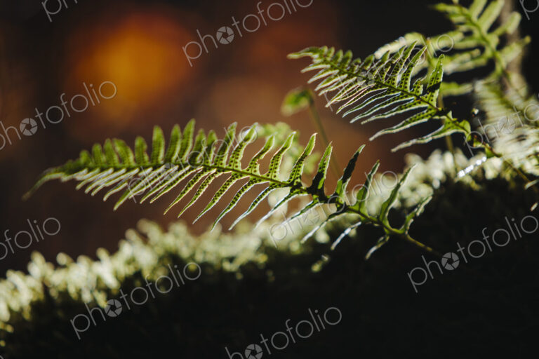 Close up of Western sword ferns, Polystichum munitum.