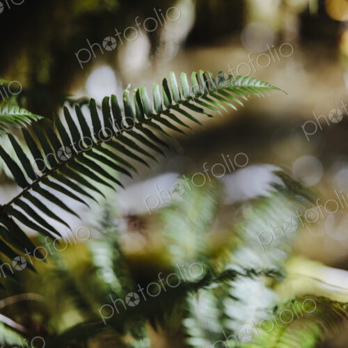 Close up of Western sword ferns (Polystichum munitum) in lush, temperate rainforest,… Close up of Western sword ferns (Polystichum munitum) in lush, temperate rainforest,…