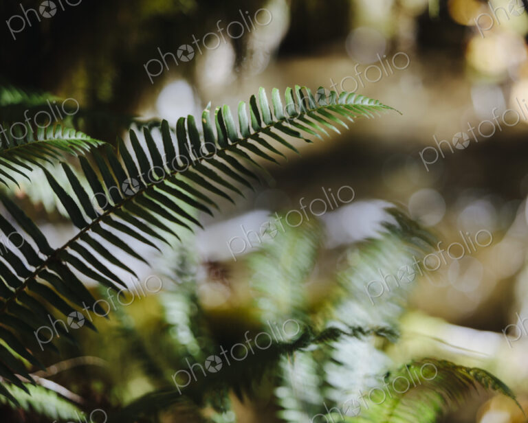 Close up of Western sword ferns (Polystichum munitum) in lush, temperate rainforest,…