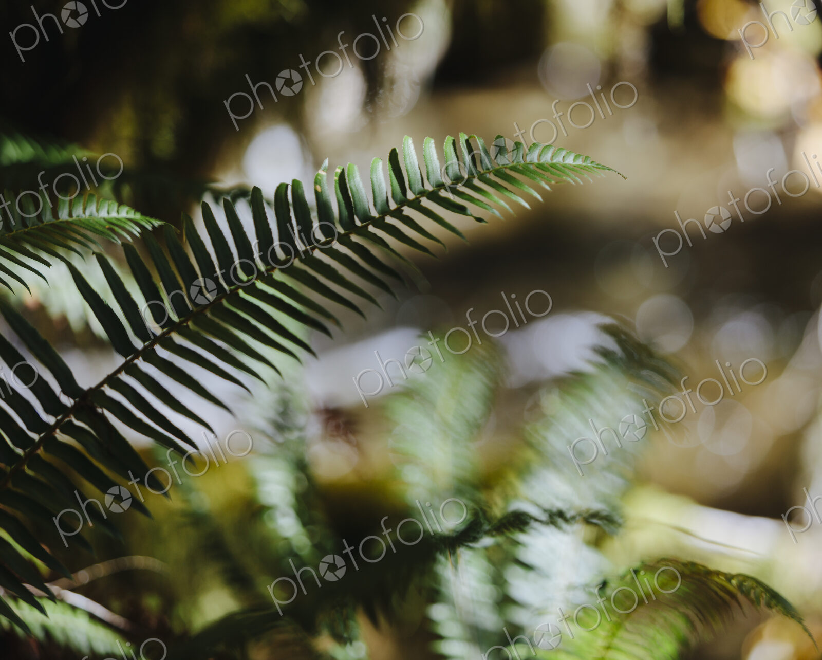 Close up of Western sword ferns (Polystichum munitum) in lush, temperate rainforest,…