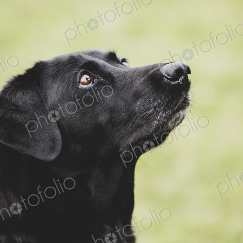 Close up of a Black Labrador dog.