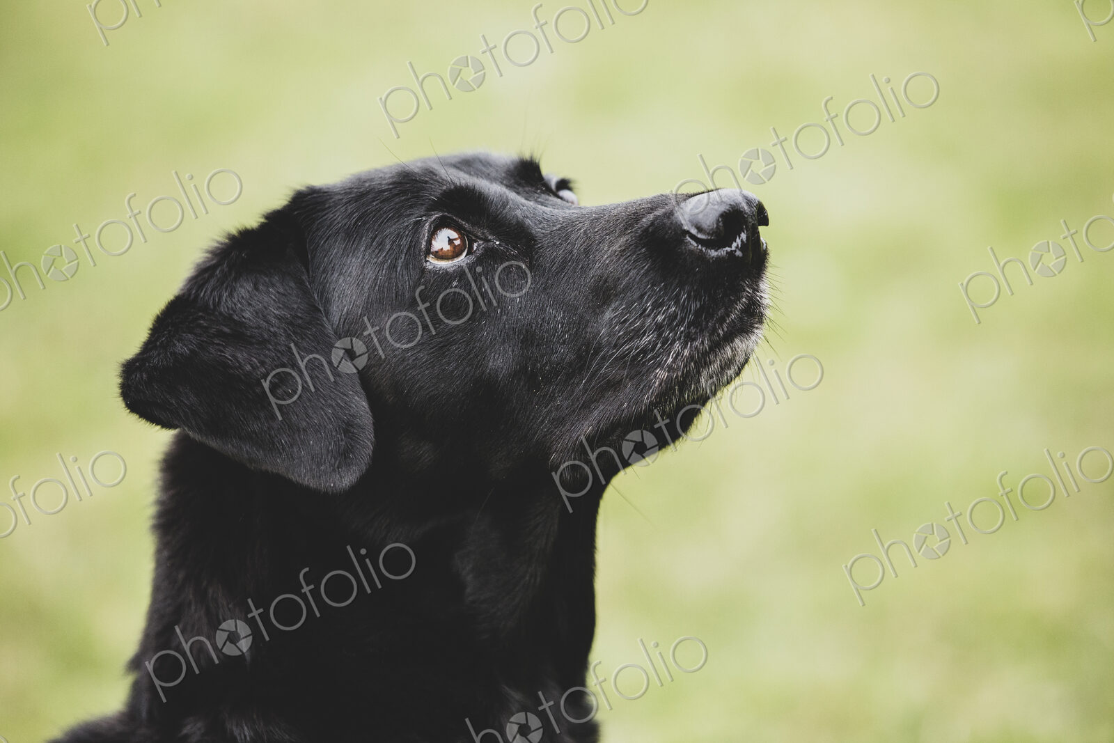 Close up of a Black Labrador dog.