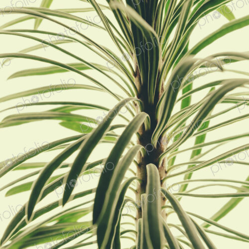 Close up of a Euphorbia plant on a white background. Fleshy green leaves. Close up of a Euphorbia plant on a white background. Fleshy green leaves.