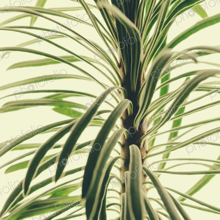 Close up of a Euphorbia plant on a white background. Fleshy green leaves.
