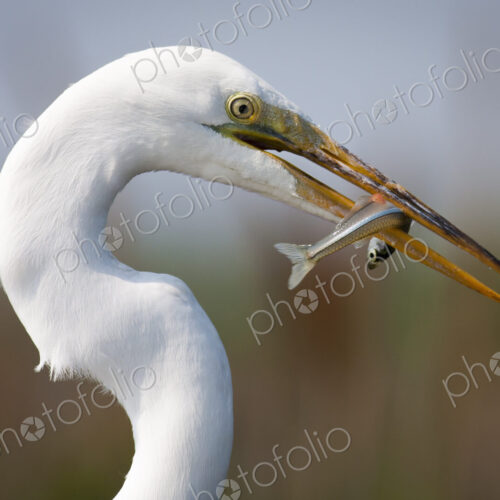 Close up of a Great Egret with a fish in his beak. Close up of a Great Egret with a fish in his beak.