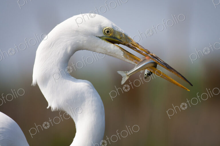 Close up of a Great Egret with a fish in his beak.