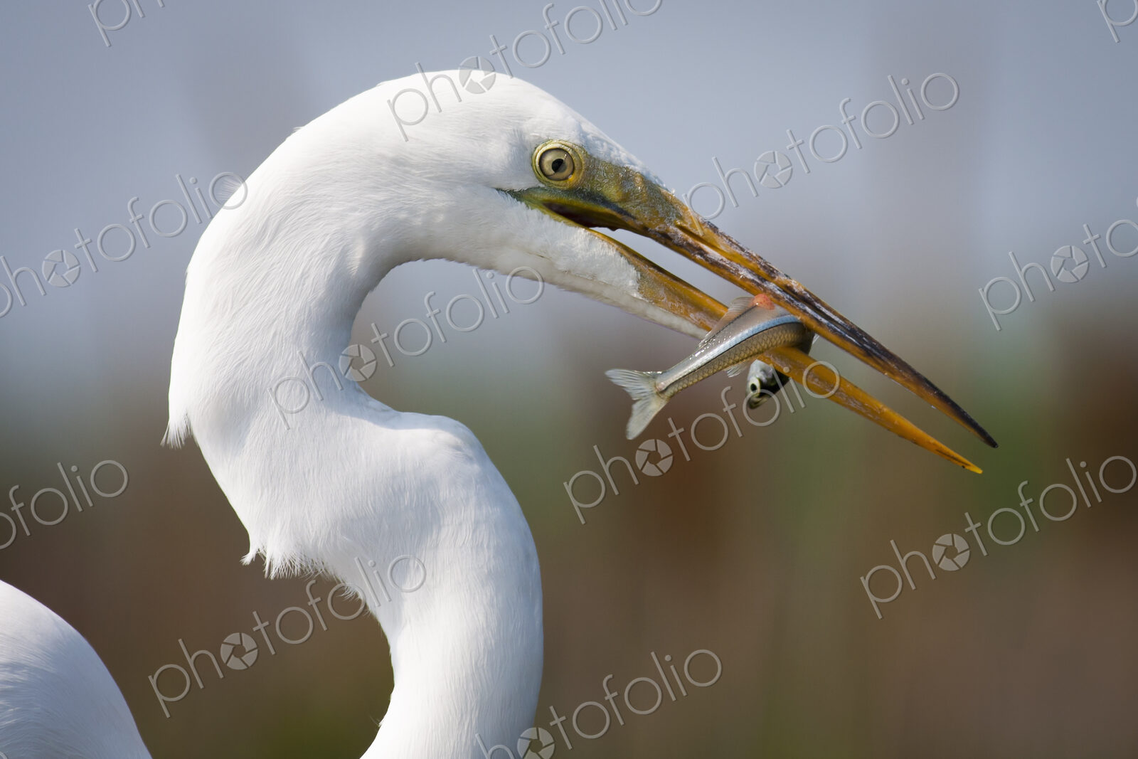 Close up of a Great Egret with a fish in his beak.
