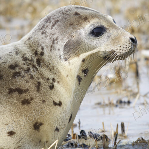 Close up of a Harbour Seal on shore. Close up of a Harbour Seal on shore.