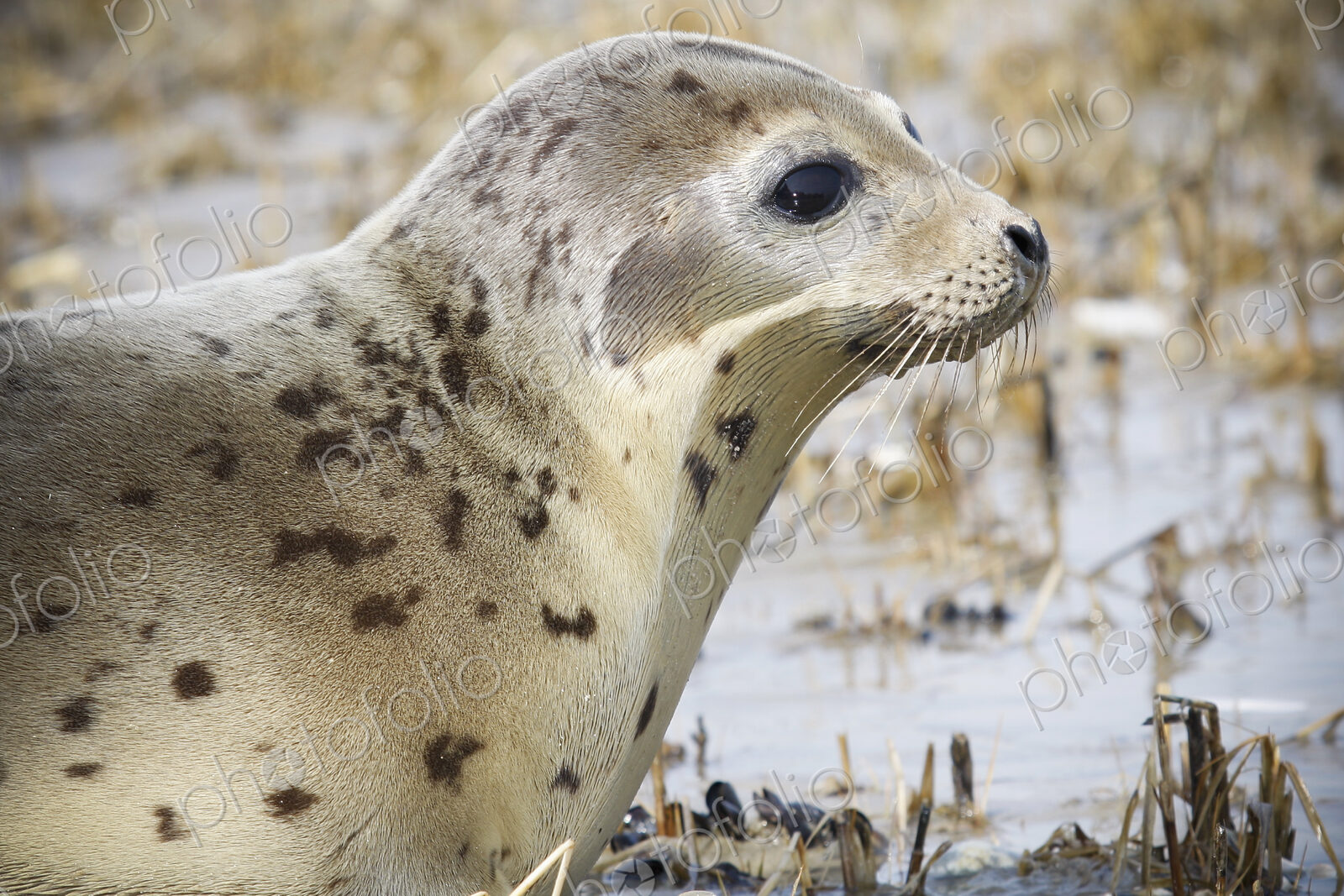 Close up of a Harbour Seal on shore.