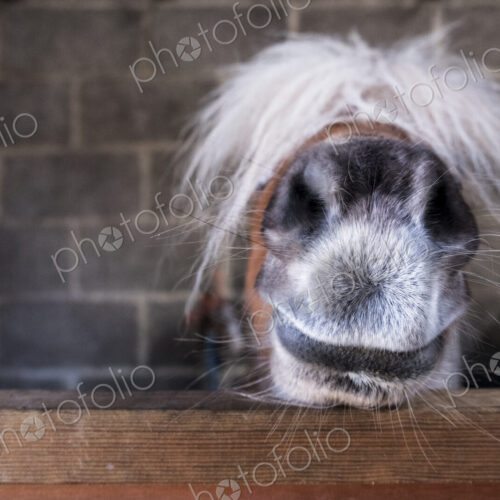 Close up of a Shetland pony's muzzle on the top of a stable door, with a white mane…