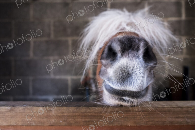 Close up of a Shetland pony's muzzle on the top of a stable door, with a white mane…