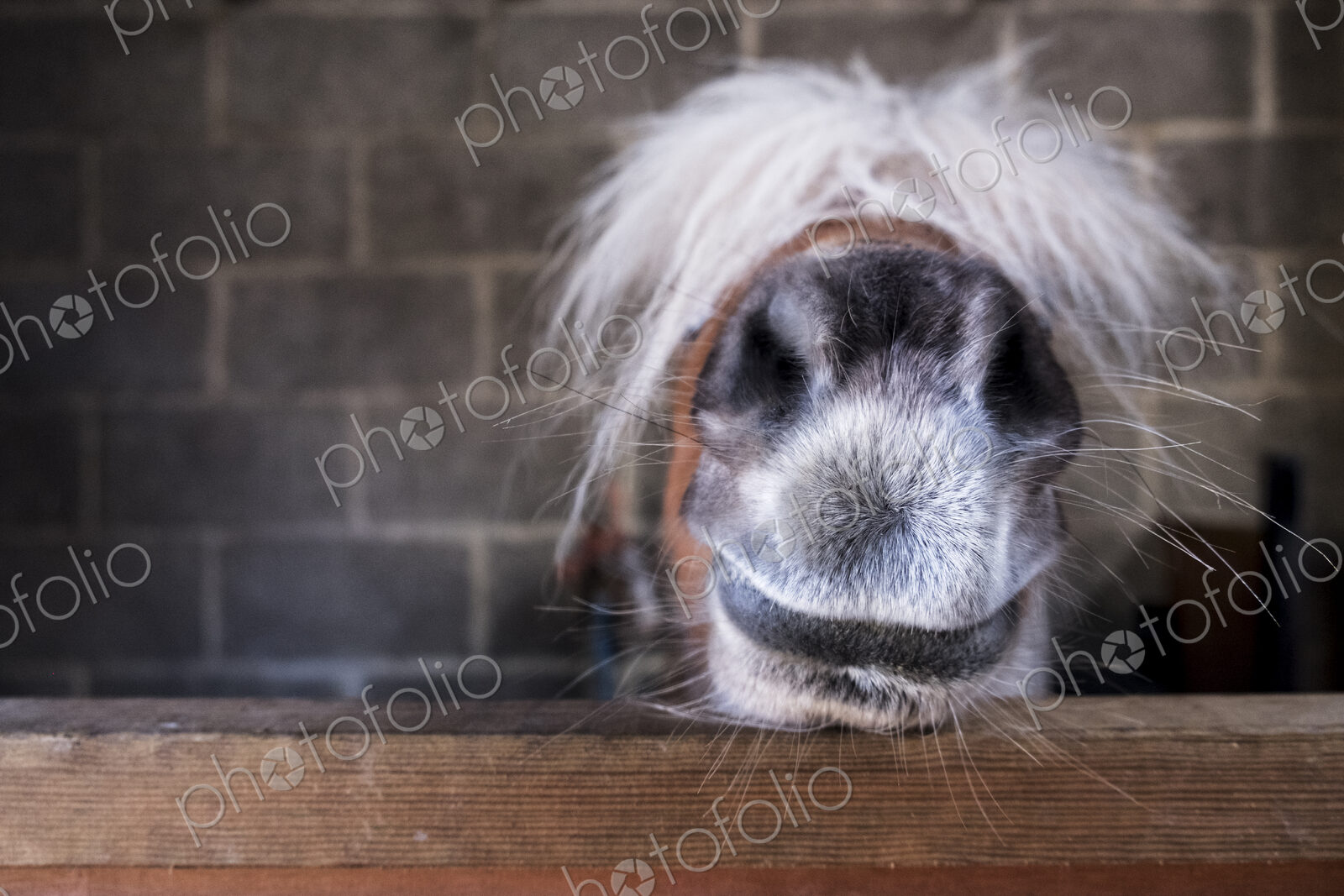 Close up of a Shetland pony’s muzzle on the top of a stable door, with a white mane…