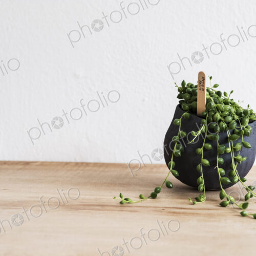 Close up of a String of Pearls plant in a terracotta pot on wooden shelf. Close up of a String of Pearls plant in a terracotta pot on wooden shelf.