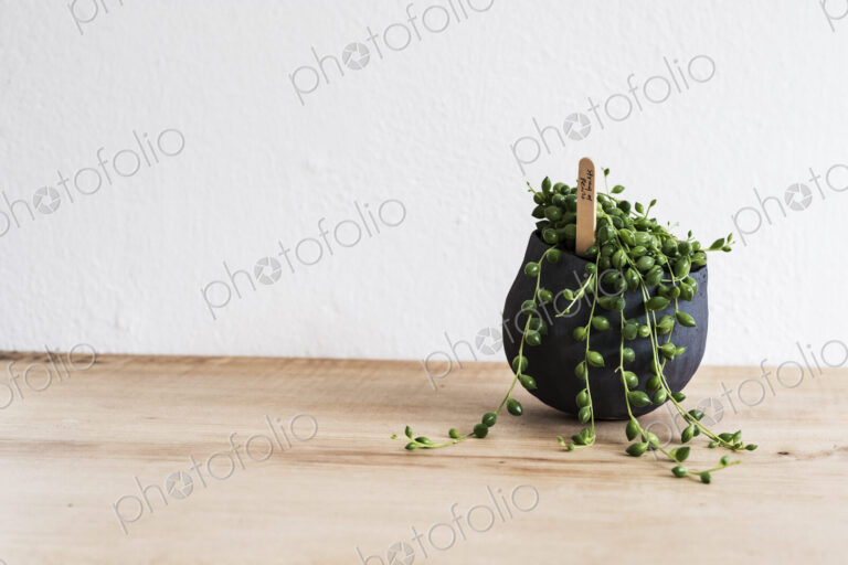 Close up of a String of Pearls plant in a terracotta pot on wooden shelf.