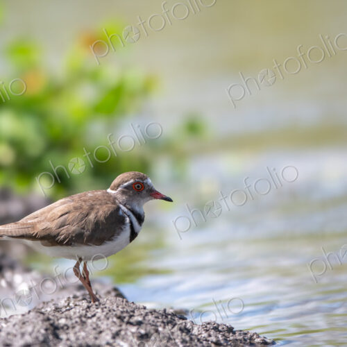 Close up of a Three-Banded Plover, Charadrius tricollaris.