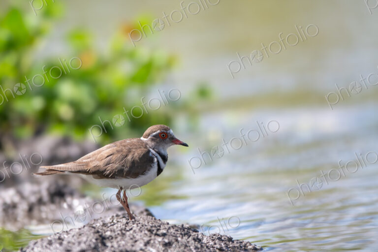 Close up of a Three-Banded Plover, Charadrius tricollaris.