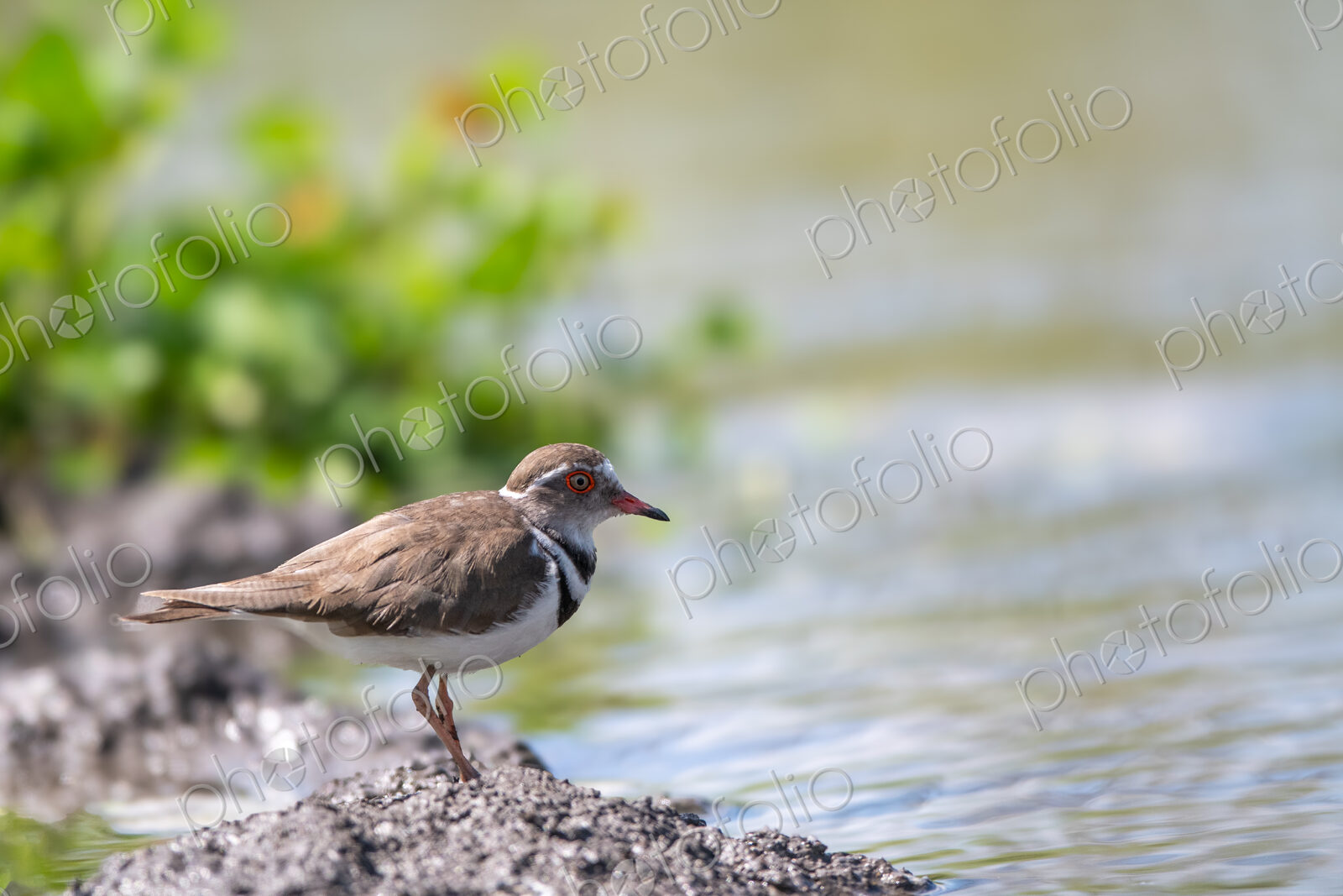 Close up of a Three-Banded Plover, Charadrius tricollaris.