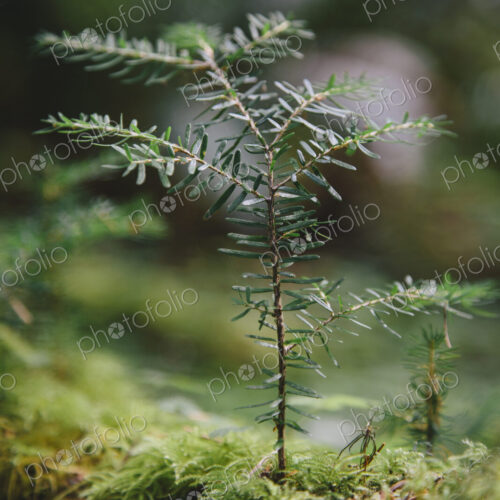 Close up of a Western Hemlock sapling in lush, in the Hoh temperate rainforest Close up of a Western Hemlock sapling in lush, in the Hoh temperate rainforest