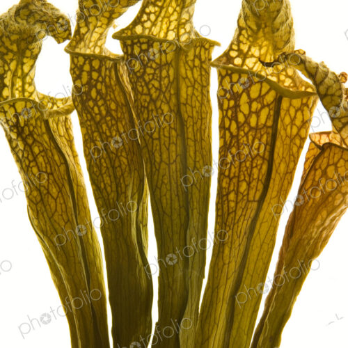 Close up of a carnivorous pitcher plant, a Sarracenia.