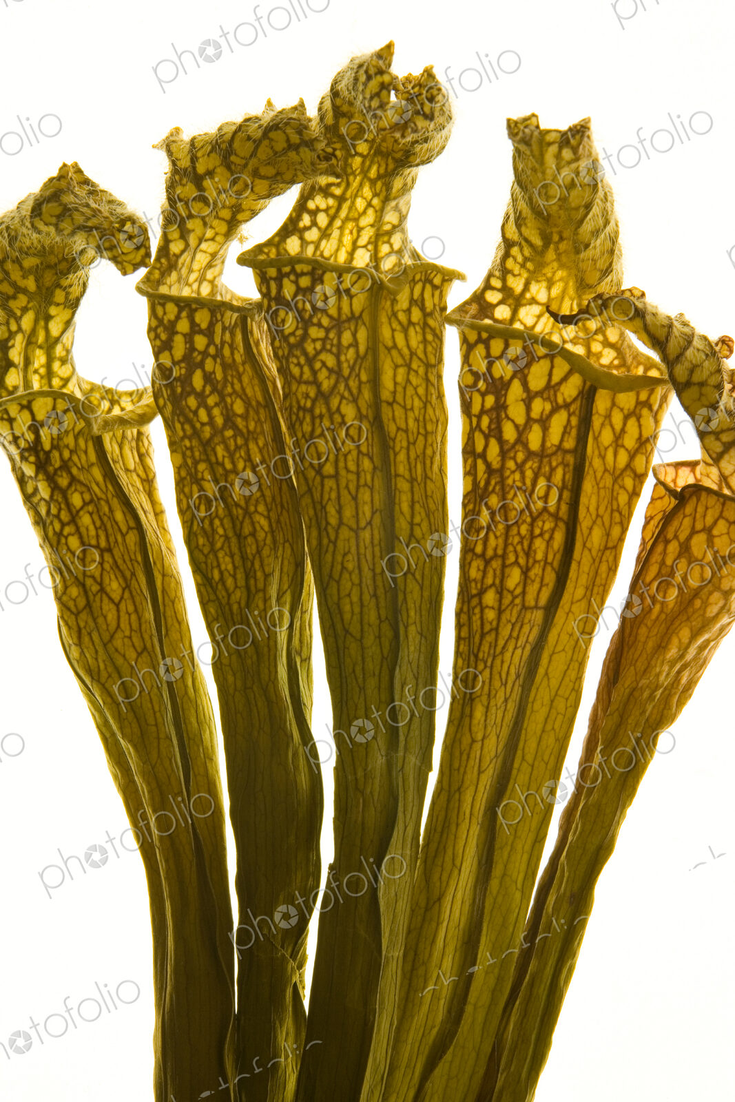 Close up of a carnivorous pitcher plant, a Sarracenia.
