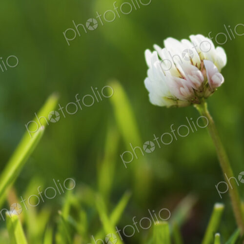 Close up of a clover flower in the grass.