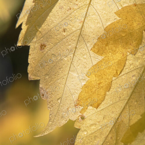 Close up of a cottonwood leaf in the Wasatch mountains in Utah. Yellow autumn foliage.