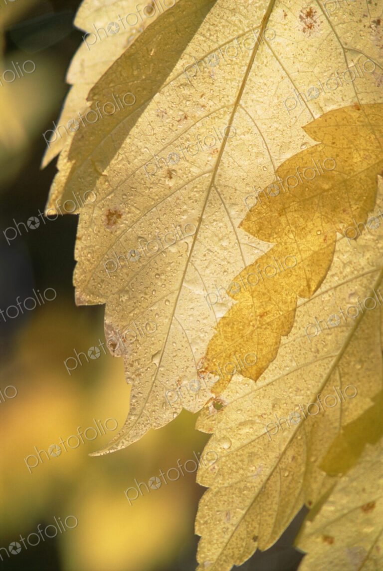 Close up of a cottonwood leaf in the Wasatch mountains in Utah. Yellow autumn foliage.
