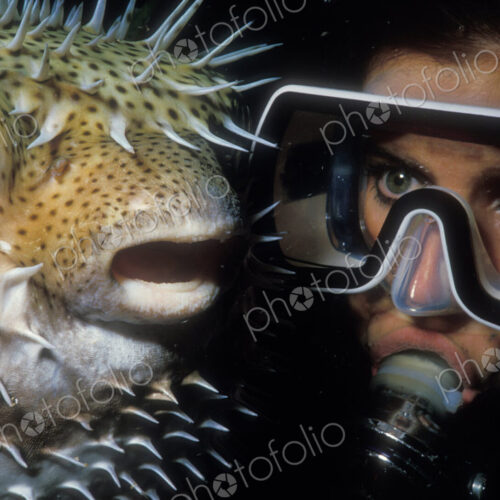 Close-up of a diver interacting with a Porcupinefish. This type of fish will inflate… Close-up of a diver interacting with a Porcupinefish. This type of fish will inflate…